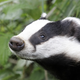 Foto: Vale Wildlife UK